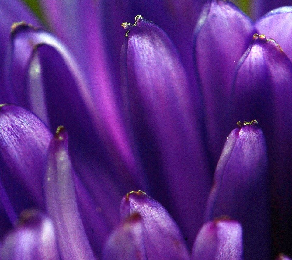 Обои макро, цветок, лепестки, фиолетовый, цветком, macro, flower, petals, purple разрешение 1920x1200 Загрузить