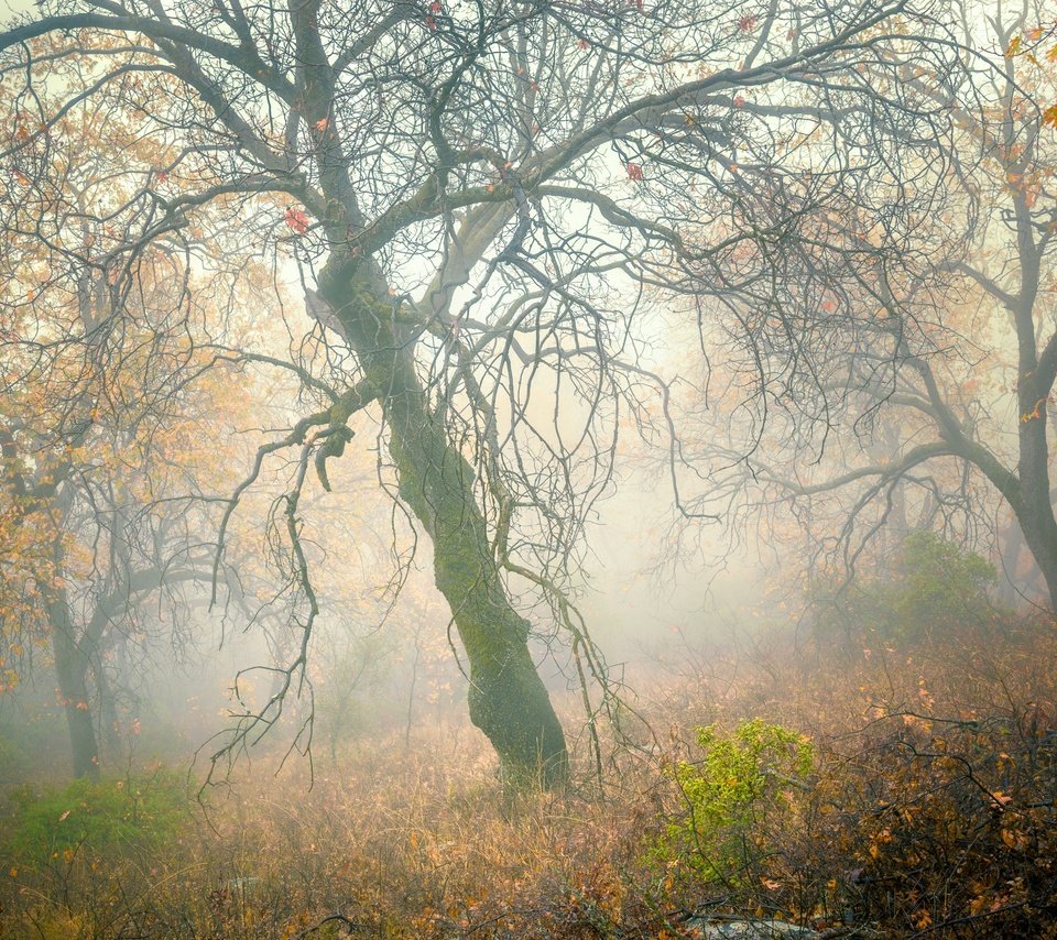 Обои деревья, лес, туман, склон, осень, trees, forest, fog, slope, autumn разрешение 2048x1470 Загрузить