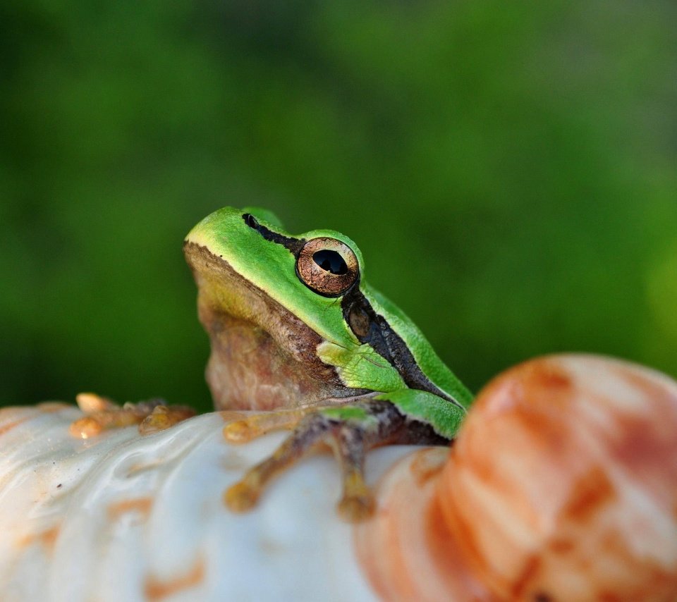 Обои глаза, лягушка, лягуха, амфибия, земноводные, eyes, frog, amphibian, amphibians разрешение 2560x1600 Загрузить