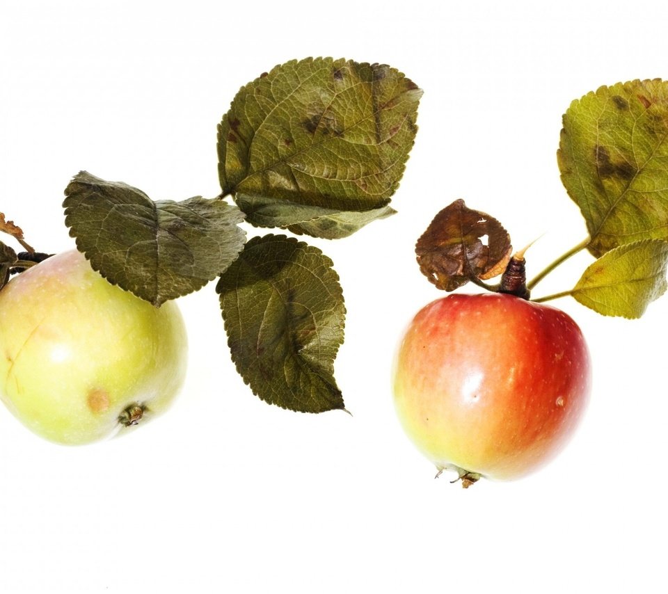 Обои фрукты, яблоки, белый фон, листики, спелые, fruit, apples, white background, leaves, ripe разрешение 1920x1280 Загрузить