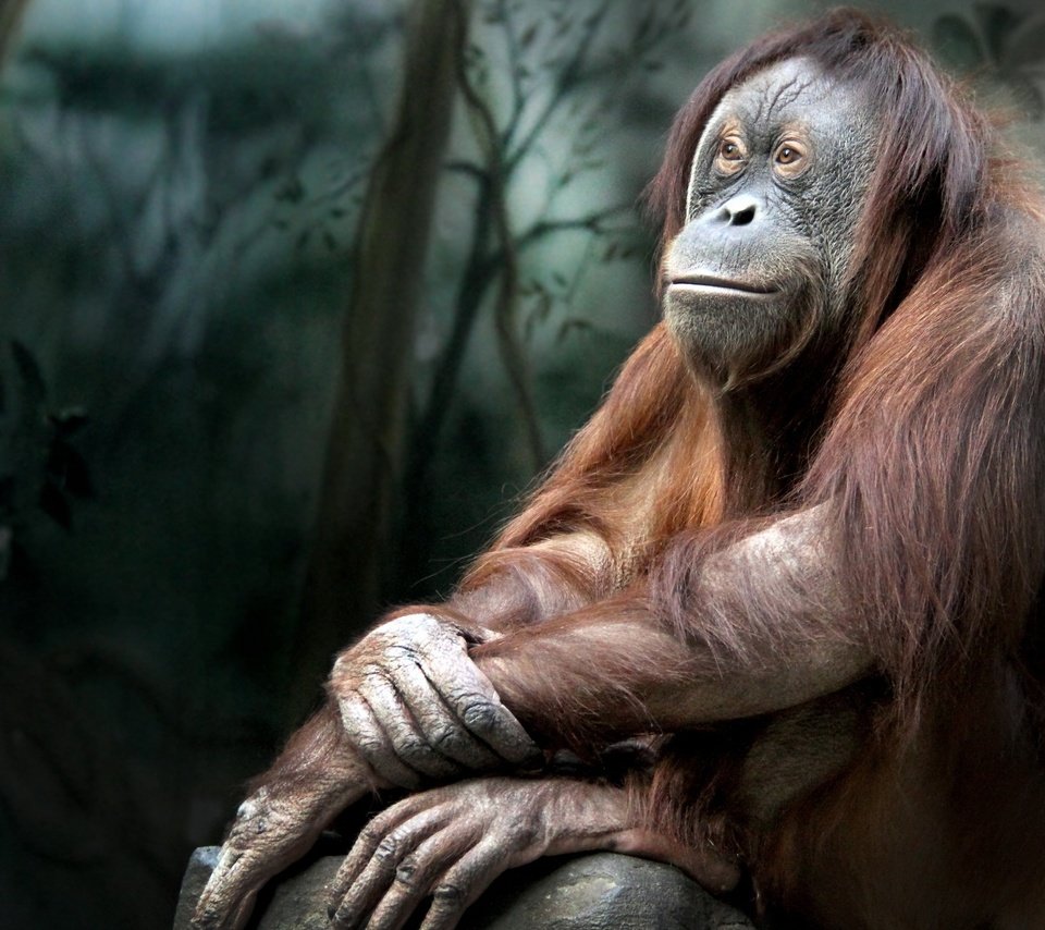 Обои природа, обезьяна, примат, орангутанг, орангутан, nature, monkey, the primacy of, orangutan разрешение 2560x1600 Загрузить