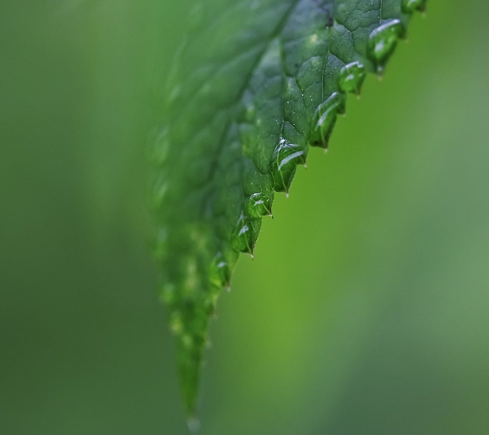 Обои вода, зелёный, капли, лист, дождь, water, green, drops, sheet, rain разрешение 2560x1600 Загрузить