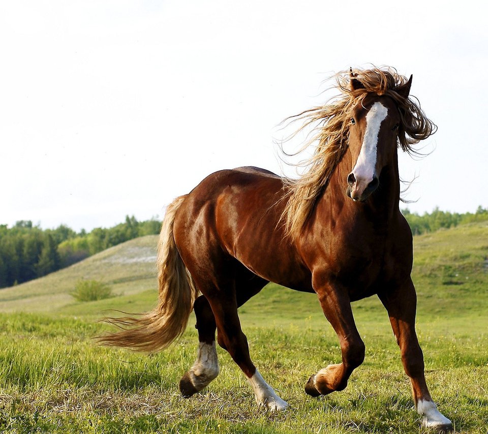 Обои небо, лошадь, трава, природа, животное, конь, the sky, horse, grass, nature, animal разрешение 2560x1600 Загрузить