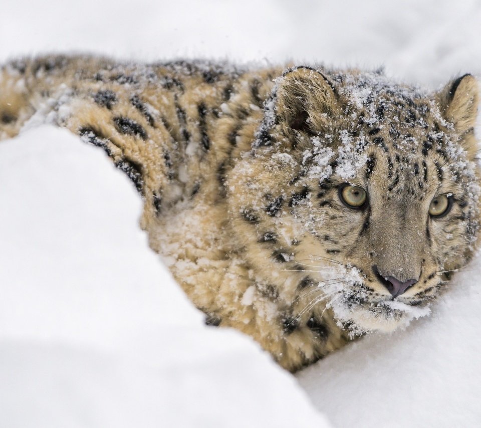 Обои морда, снежный леопард, снег, лежит, хищник, снежный барс, ирбис, барс, дикая кошка, face, snow, lies, predator, snow leopard, irbis, bars, wild cat разрешение 2800x1490 Загрузить