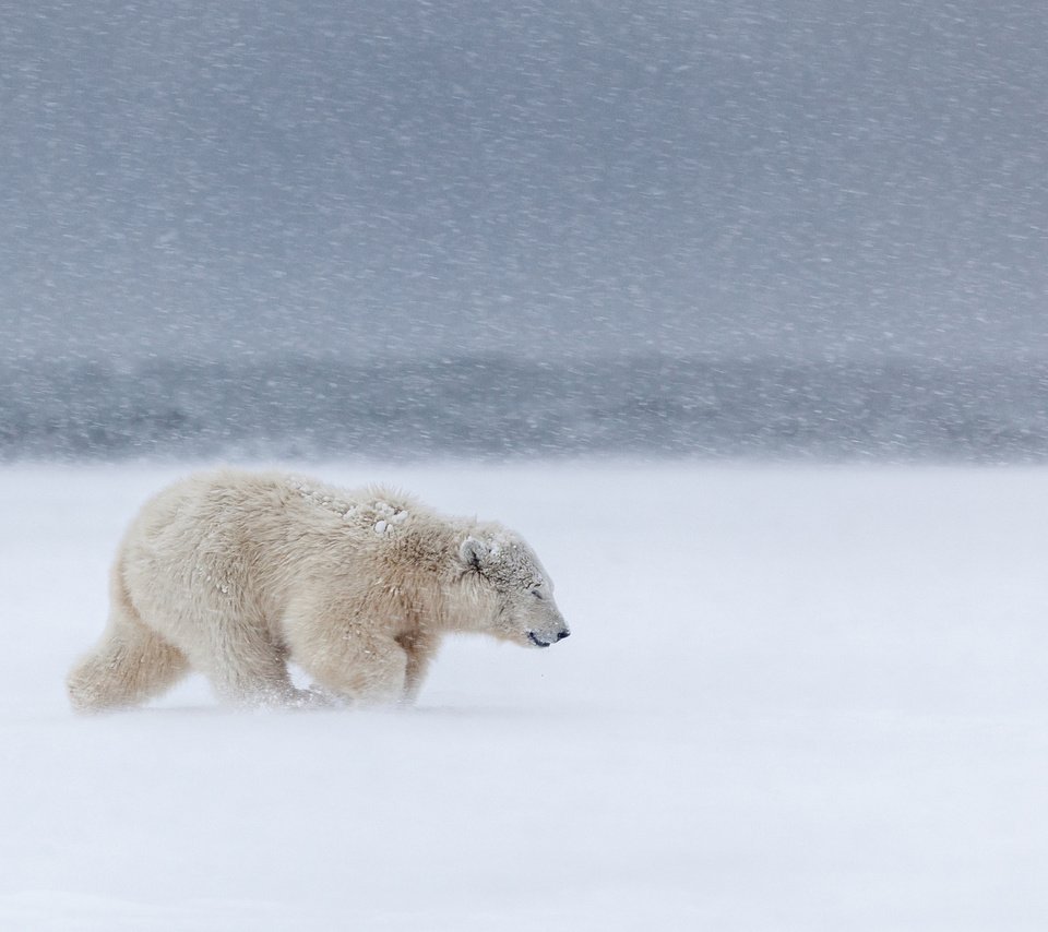 Обои снег, медведь, ветер, метель, белый медведь, snow, bear, the wind, blizzard, polar bear разрешение 2048x1365 Загрузить