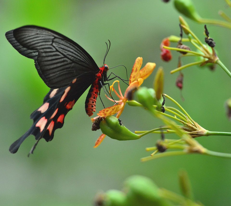 Обои цветы, насекомое, бабочка, крылья, растение, flowers, insect, butterfly, wings, plant разрешение 2048x1363 Загрузить