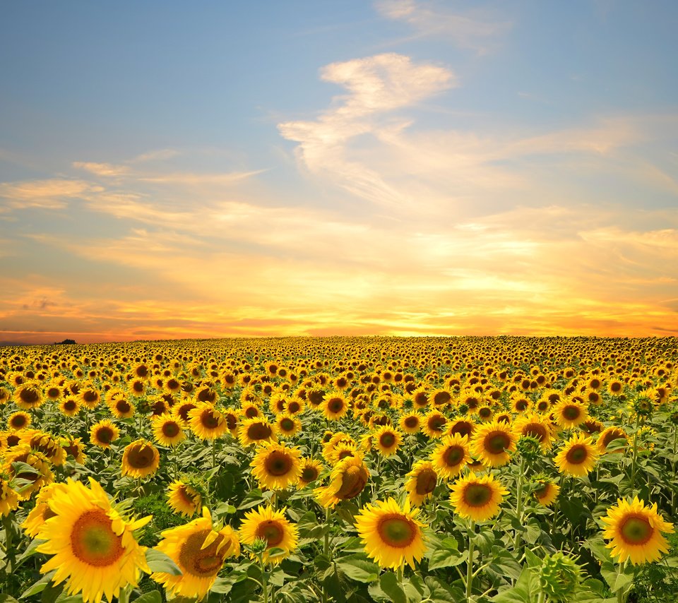 Обои небо, цветы, облака, поле, подсолнухи, the sky, flowers, clouds, field, sunflowers разрешение 4928x3264 Загрузить