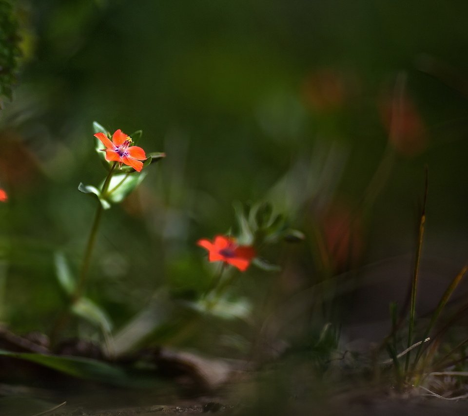 Обои цветы, природа, лето, лепестки, размытость, боке, flowers, nature, summer, petals, blur, bokeh разрешение 1920x1094 Загрузить