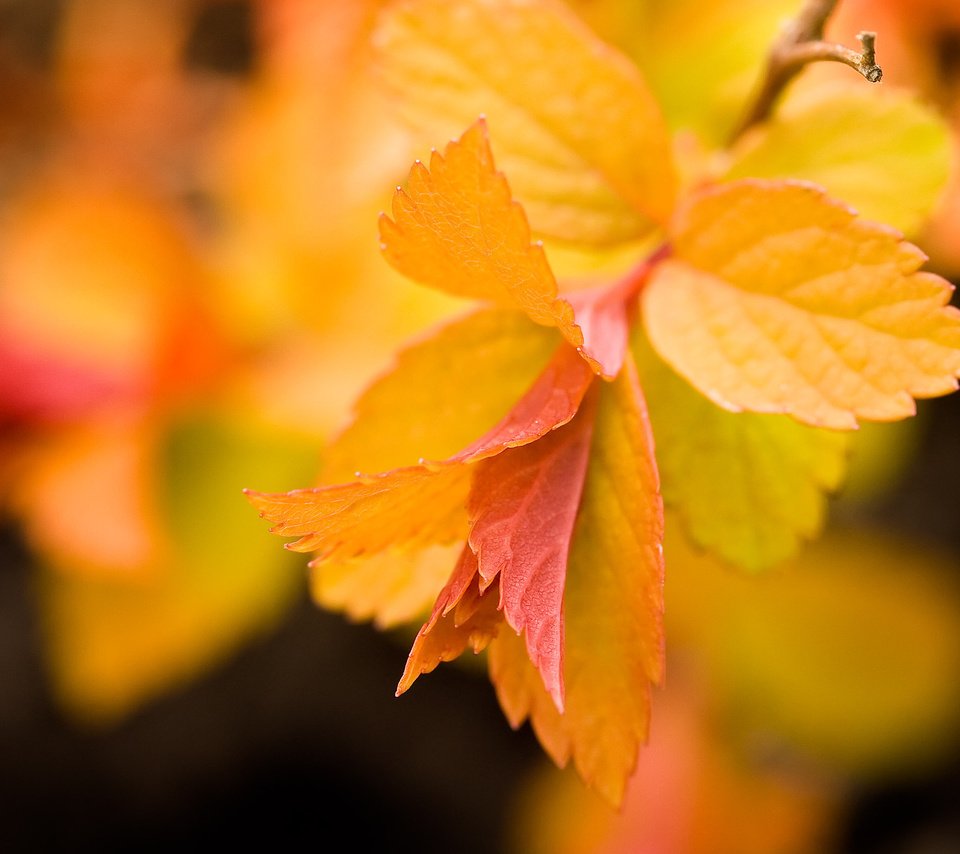 Обои листья, макро, фон, осень, желтые, ветвь, leaves, macro, background, autumn, yellow, branch разрешение 2560x1600 Загрузить