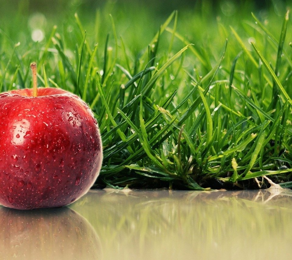 Обои трава, капли, еда, фрукт, яблоко, grass, drops, food, fruit, apple разрешение 1920x1200 Загрузить