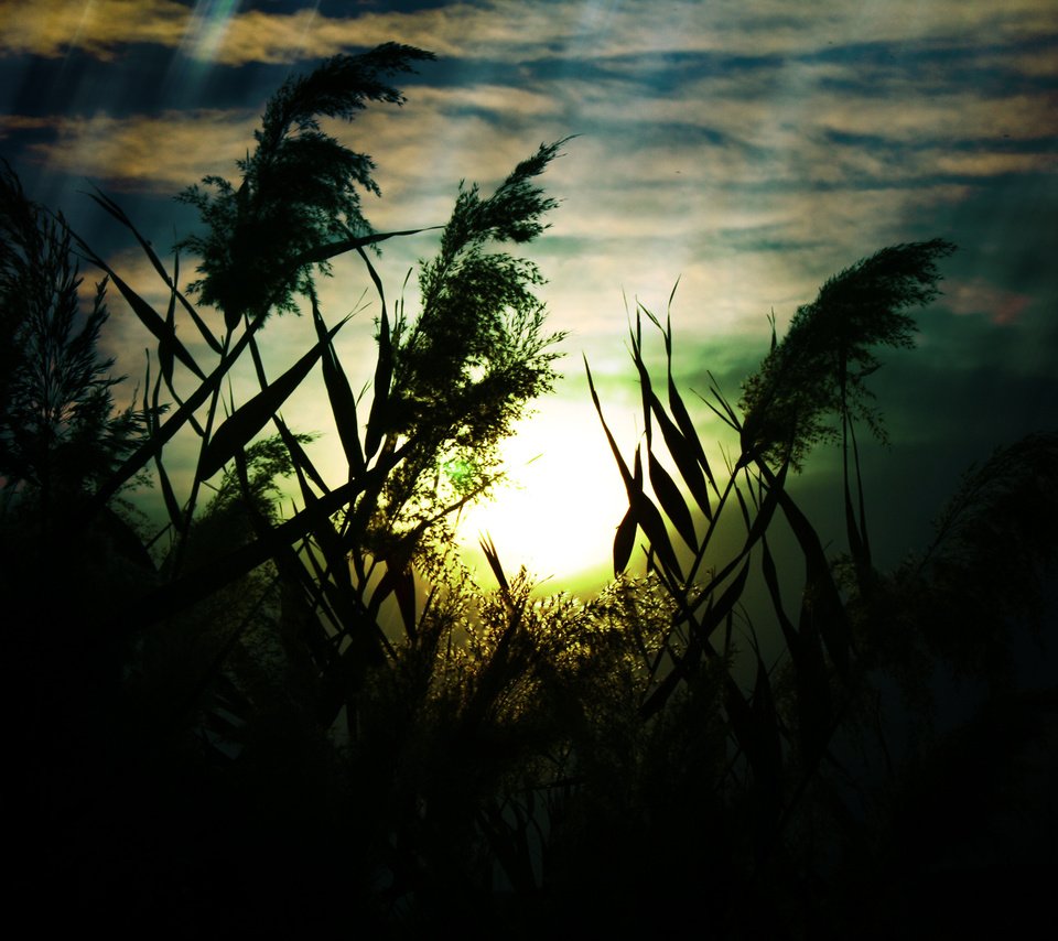 Обои небо, трава, облака, природа, макро, поле, колоски, the sky, grass, clouds, nature, macro, field, spikelets разрешение 1920x1200 Загрузить