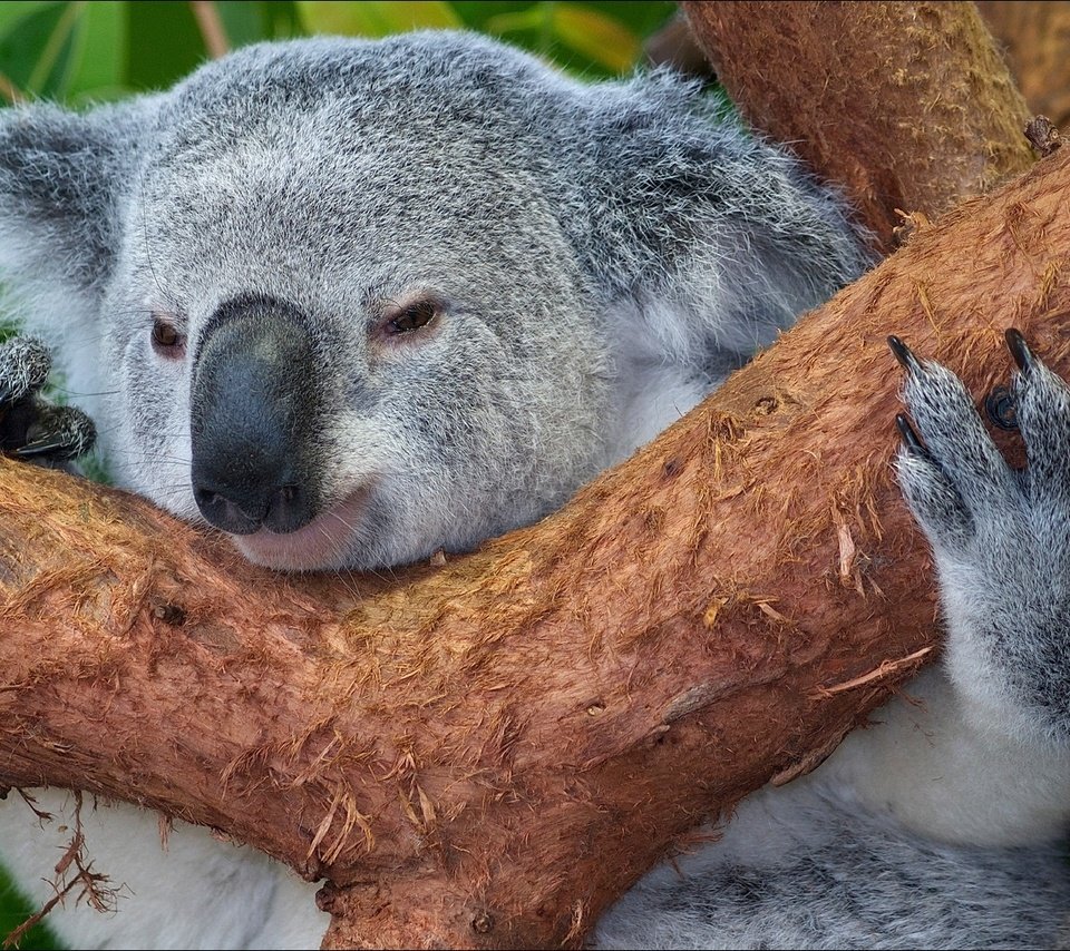 Обои дерево, животные, мордочка, австралия, коала, tree, animals, muzzle, australia, koala разрешение 1920x1080 Загрузить