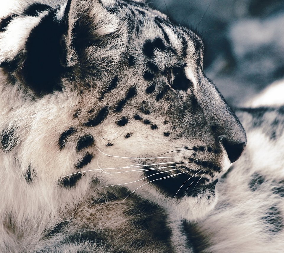 Обои морда, хищник, снежный барс, ирбис, face, predator, snow leopard, irbis разрешение 2048x1154 Загрузить