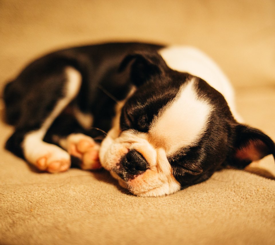 Обои мордочка, сон, собака, щенок, muzzle, sleep, dog, puppy разрешение 2048x1365 Загрузить