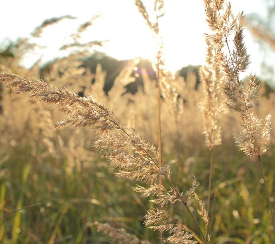 Обои трава, природа, растения, макро, поле, осень, колоски, колоски природа, grass, nature, plants, macro, field, autumn, spikelets, ears nature разрешение 5184x3456 Загрузить