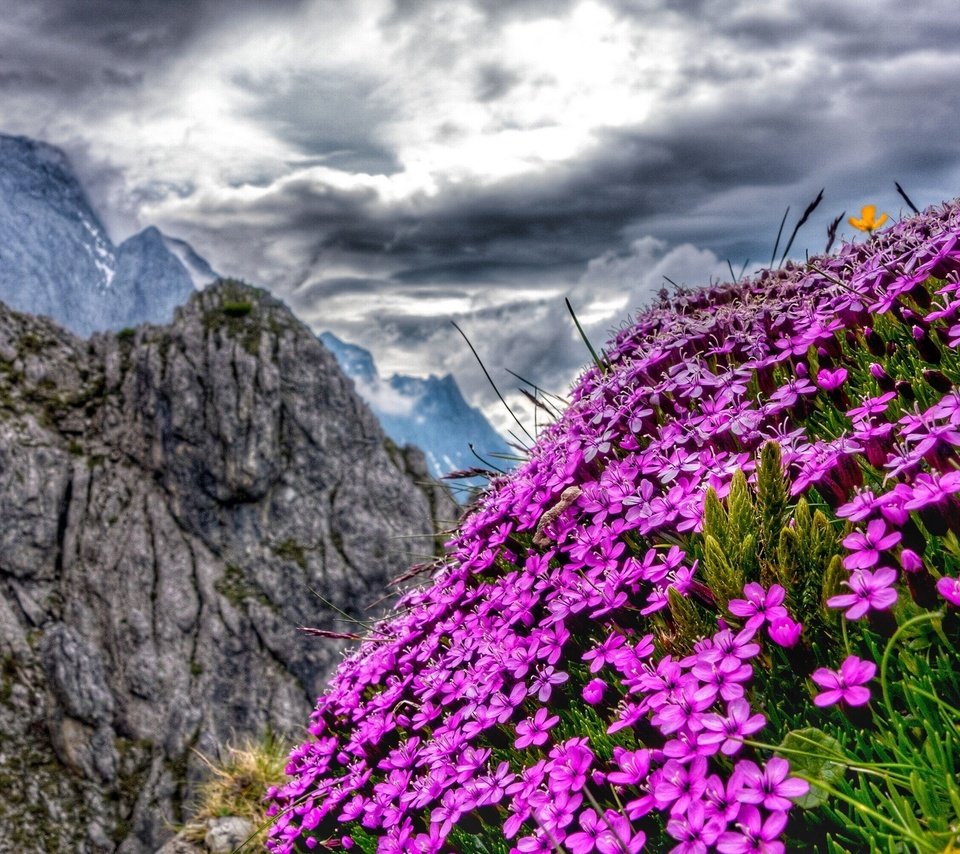 Обои цветы, горы, австрия, альпы, flowers, mountains, austria, alps разрешение 2560x1602 Загрузить