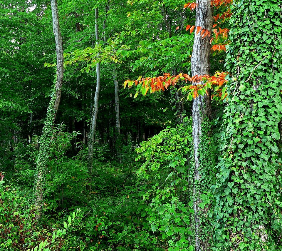 Обои деревья, лес, листья, заросли, trees, forest, leaves, thickets разрешение 2048x1468 Загрузить