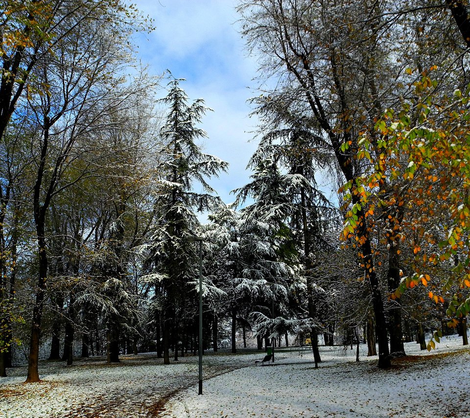 Обои деревья, природа, зима, фото, парк, trees, nature, winter, photo, park разрешение 2650x1700 Загрузить