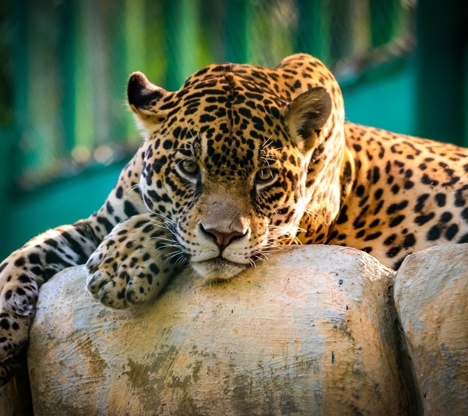 Обои ягуар, кошки, большие, ягуары, jaguar, cats, large, jaguars разрешение 1920x1200 Загрузить