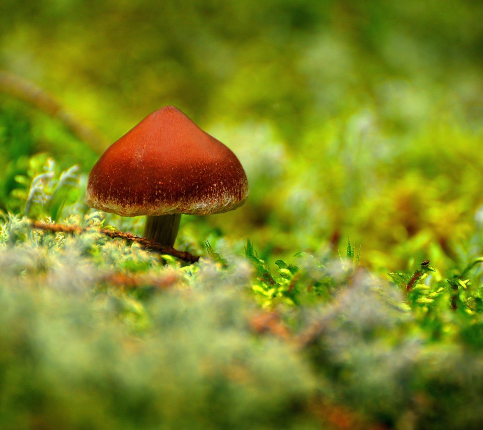 Обои лес, гриб, мох, forest, mushroom, moss разрешение 2560x1700 Загрузить