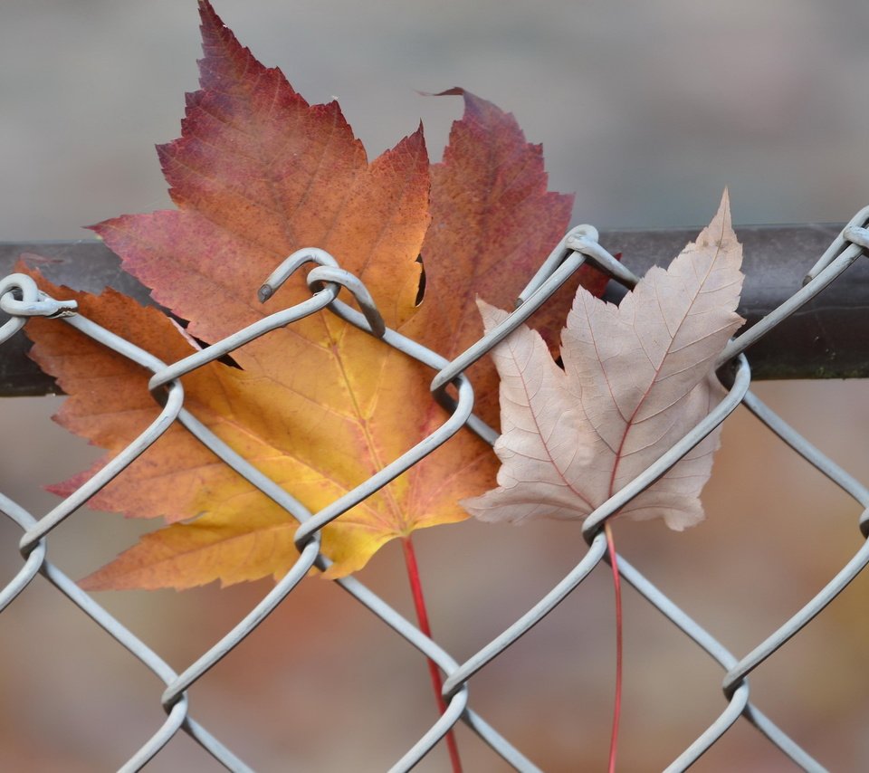 Обои природа, листья, осень, забор, сетка, кленовый лист, nature, leaves, autumn, the fence, mesh, maple leaf разрешение 2048x1365 Загрузить