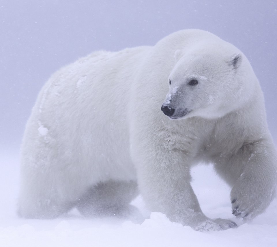 Обои снег, белый медведь, арктика, snow, polar bear, arctic разрешение 2048x1365 Загрузить