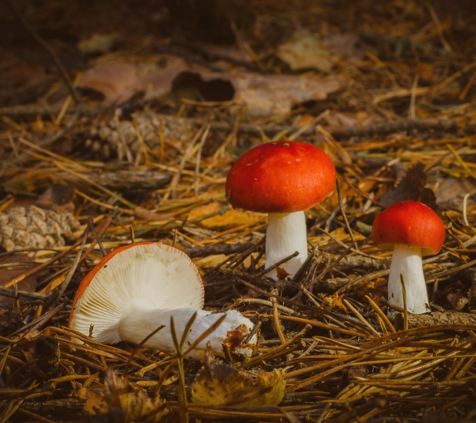 Обои природа, осень, грибы, nature, autumn, mushrooms разрешение 3527x2336 Загрузить