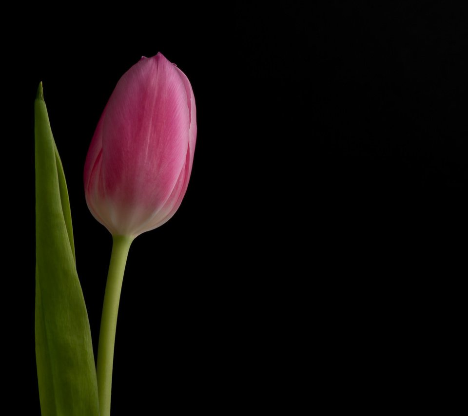 Обои фон, цветок, бутон, черный фон, розовый, тюльпан, background, flower, bud, black background, pink, tulip разрешение 2048x1367 Загрузить