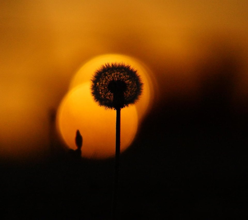 Обои вечер, природа, закат, лето, одуванчик, растение, the evening, nature, sunset, summer, dandelion, plant разрешение 2048x1152 Загрузить