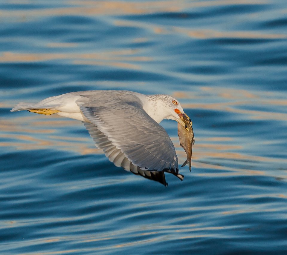 Обои море, чайка, птица, рыба, sea, seagull, bird, fish разрешение 2048x1365 Загрузить