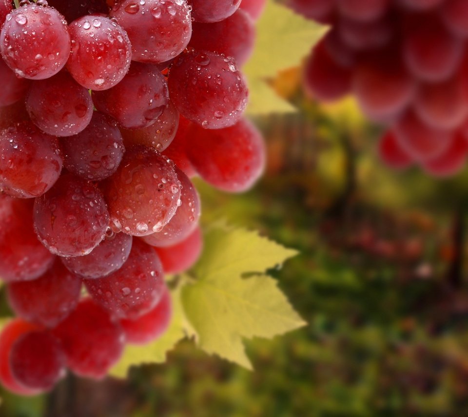 Обои листья, макро, виноград, еда, leaves, macro, grapes, food разрешение 2880x1800 Загрузить