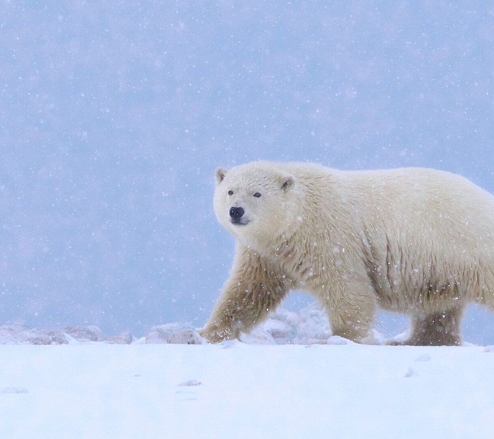 Обои снег, полярный медведь, медведь, белый медведь, аляска, snow, polar bear, bear, alaska разрешение 1920x1080 Загрузить