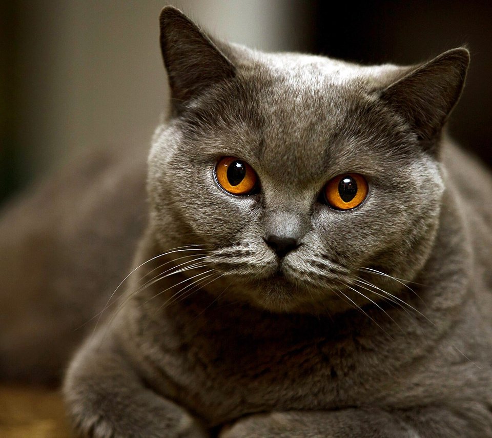Обои кот, мордочка, кошка, взгляд, британская короткошерстная, котище, cat, muzzle, look, british shorthair, fat cat разрешение 1920x1080 Загрузить