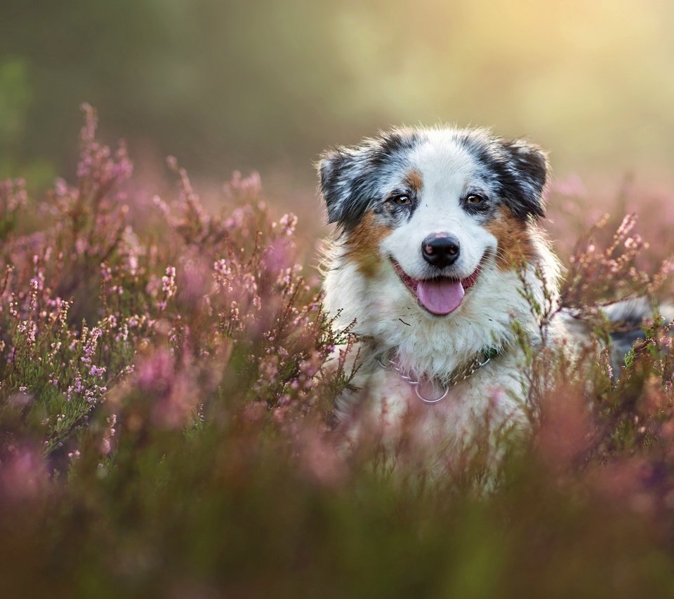 Обои морда, собака, вереск, австралийская овчарка, аусси, face, dog, heather, australian shepherd, aussie разрешение 2880x1920 Загрузить