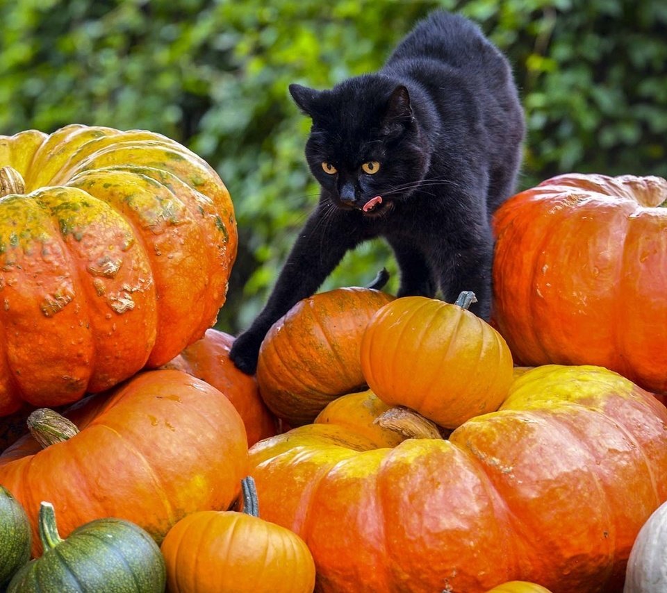Обои фон, кот, черный, тыквы, background, cat, black, pumpkin разрешение 1920x1200 Загрузить