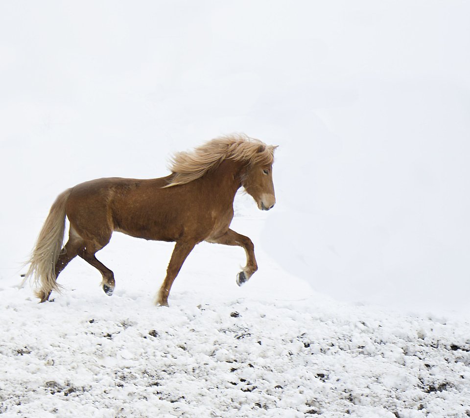 Обои лошадь, снег, зима, ветер, ходьба, horse, snow, winter, the wind, walking разрешение 3348x2376 Загрузить