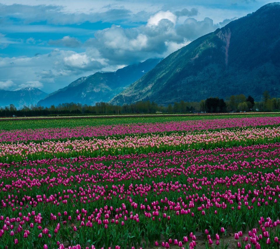 Обои небо, цветы, облака, горы, снег, природа, пейзаж, тюльпаны, the sky, flowers, clouds, mountains, snow, nature, landscape, tulips разрешение 2048x1367 Загрузить