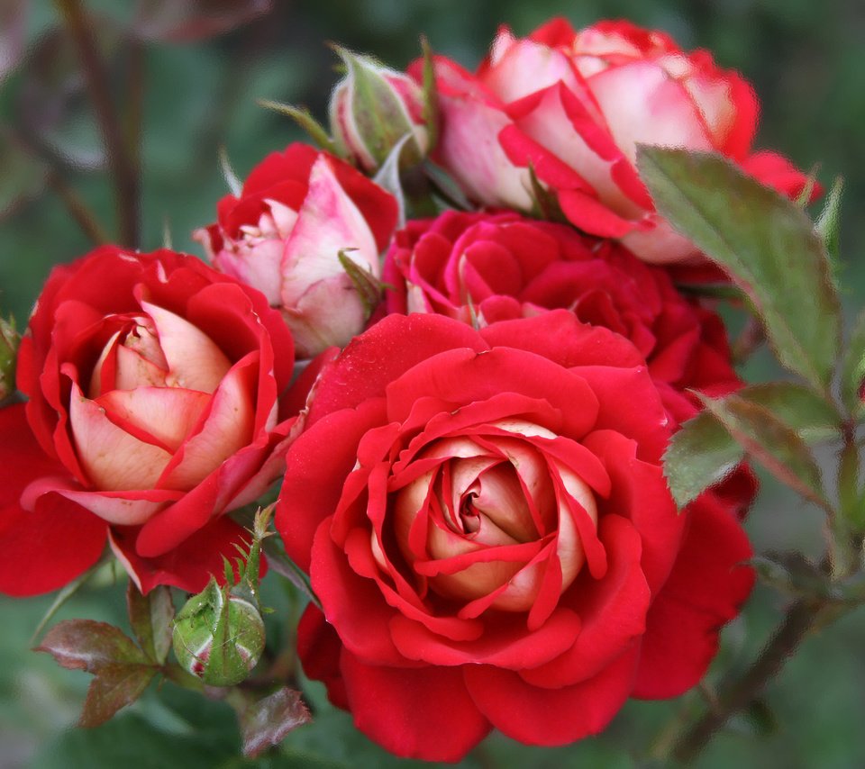 Обои цветы, природа, бутоны, розы, красные, куст, flowers, nature, buds, roses, red, bush разрешение 2048x1365 Загрузить
