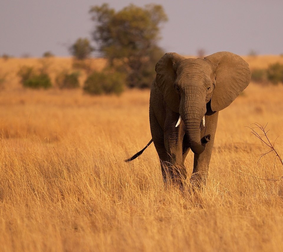 Обои слон, уши, саванна, хобот, сухая трава, elephant, ears, savannah, trunk, dry grass разрешение 2048x1280 Загрузить