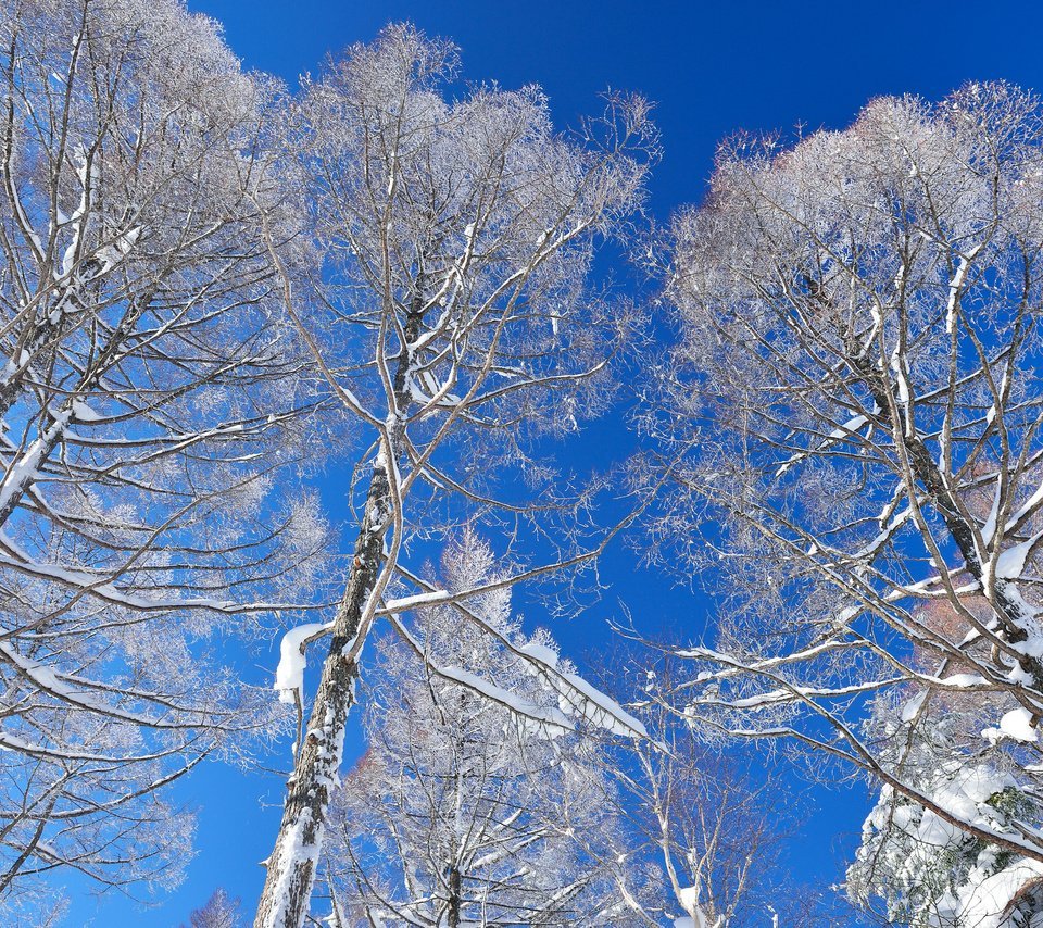 Обои небо, деревья, снег, зима, the sky, trees, snow, winter разрешение 2048x1363 Загрузить