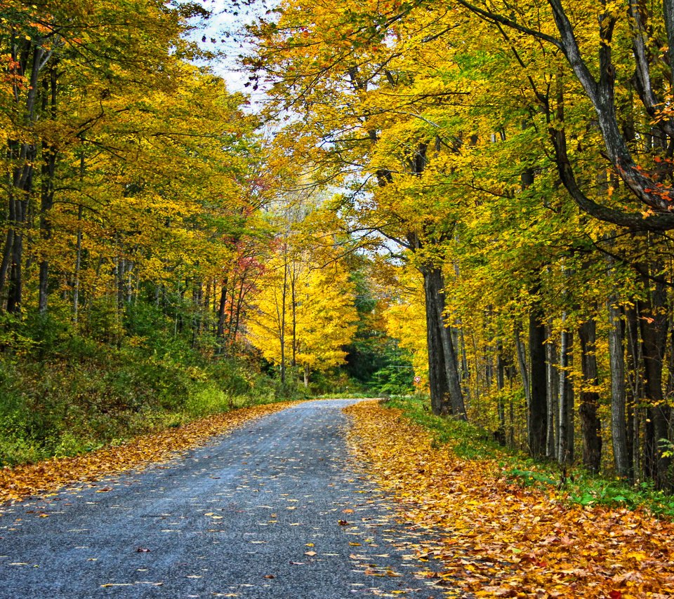 Обои дорога, деревья, лес, пейзаж, осень, road, trees, forest, landscape, autumn разрешение 3456x1853 Загрузить
