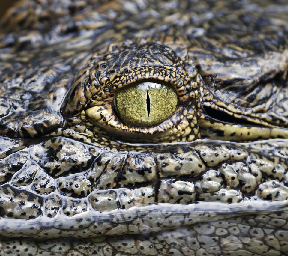 Обои глаз, крокодил, рептилия, аллигатор, eyes, crocodile, reptile, alligator разрешение 3548x2224 Загрузить