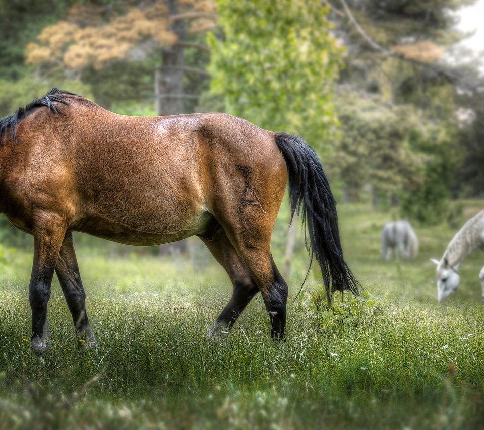 Обои трава, деревья, природа, фон, лошади, кони, grass, trees, nature, background, horse, horses разрешение 2035x1080 Загрузить