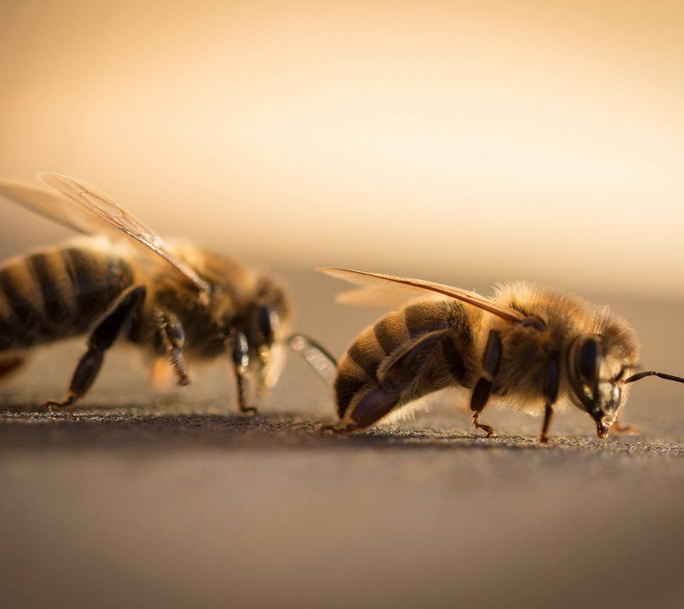 Обои природа, макро, крылья, насекомые, пчелы, усики, лапки, nature, macro, wings, insects, bees, antennae, legs разрешение 2560x1706 Загрузить