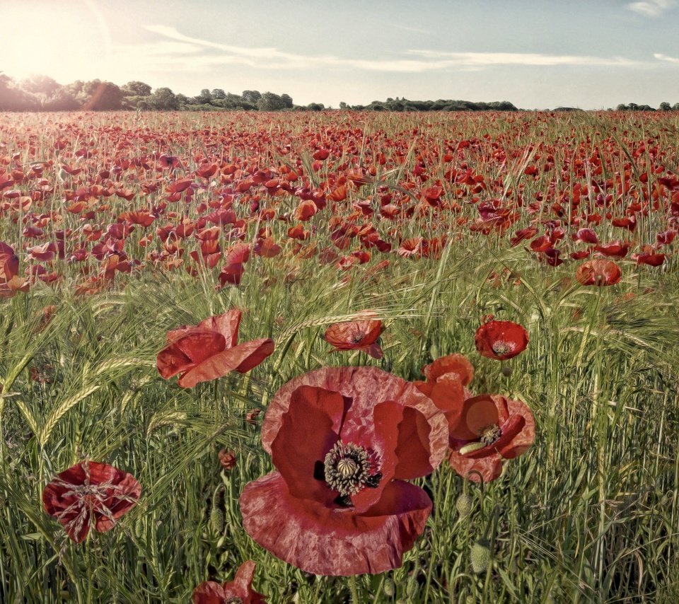 Обои цветы, трава, поле, красные, маки, flowers, grass, field, red, maki разрешение 2048x1365 Загрузить