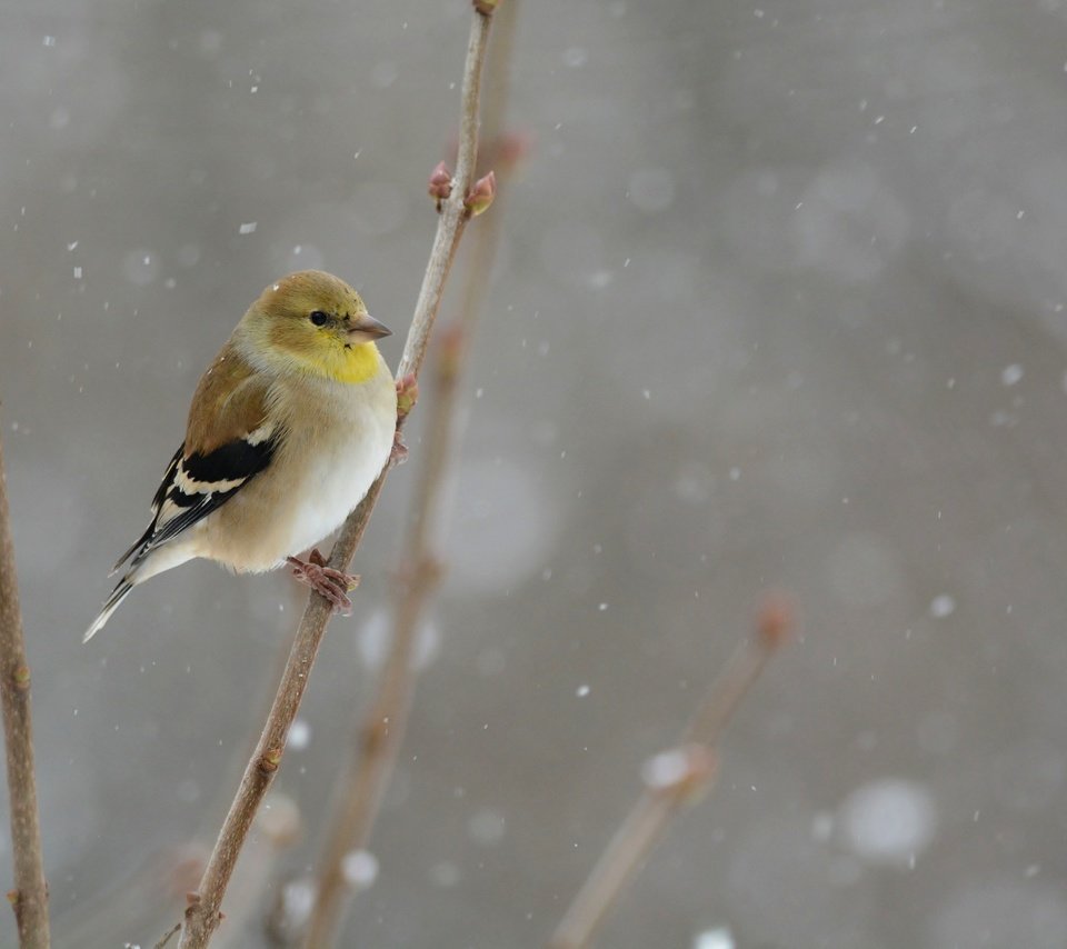 Обои снег, зима, птица, snowing, птаха, snow, winter, bird разрешение 5522x3628 Загрузить