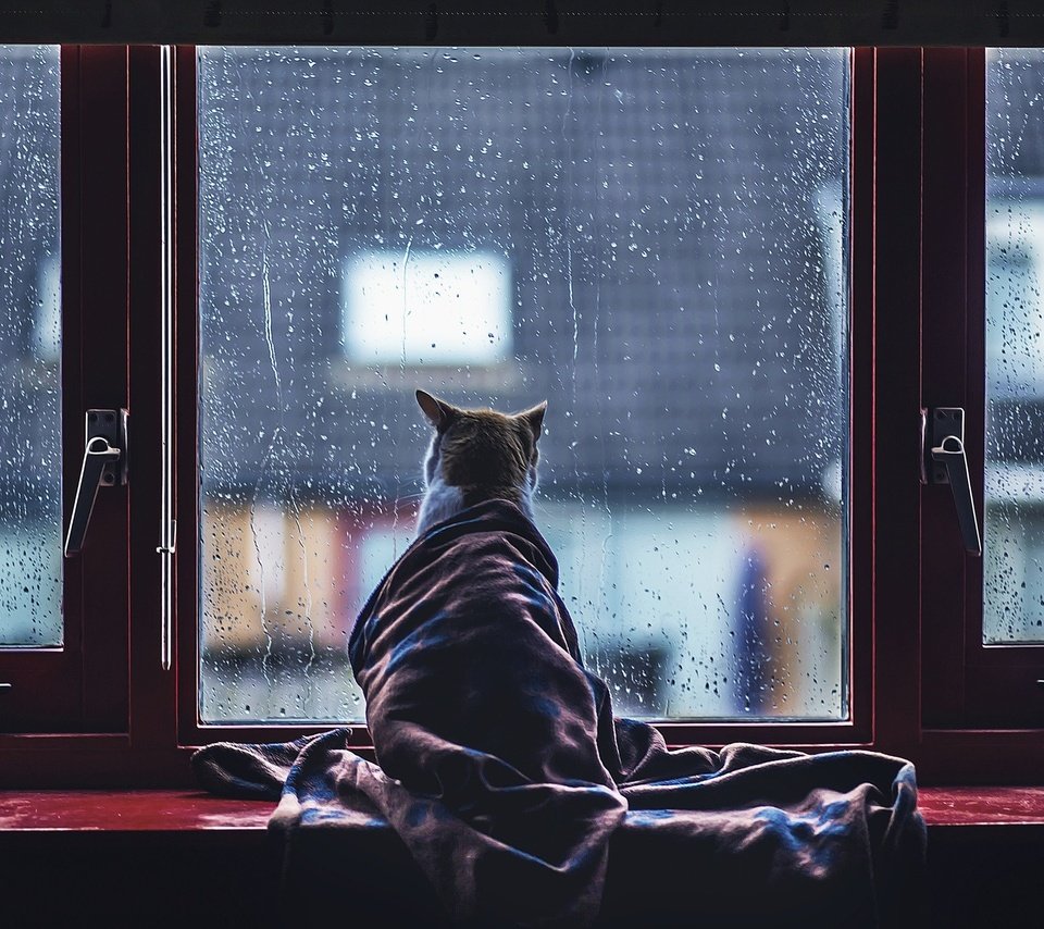 Обои кот, капли, кошка, дождь, окно, стекло, одеяло, cat, drops, rain, window, glass, blanket разрешение 2048x1365 Загрузить