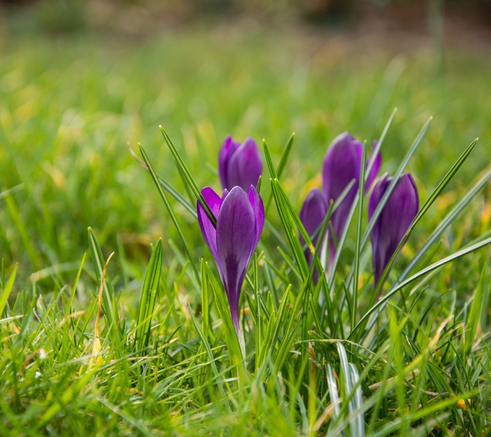 Обои цветы, трава, весна, крокусы, flowers, grass, spring, crocuses разрешение 6000x4000 Загрузить