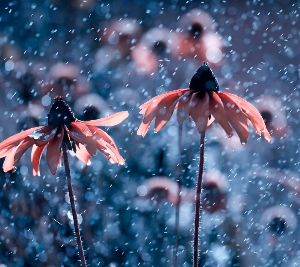 Обои цветы, природа, капли, дождь, рудбекия, flowers, nature, drops, rain, rudbeckia разрешение 2500x1667 Загрузить