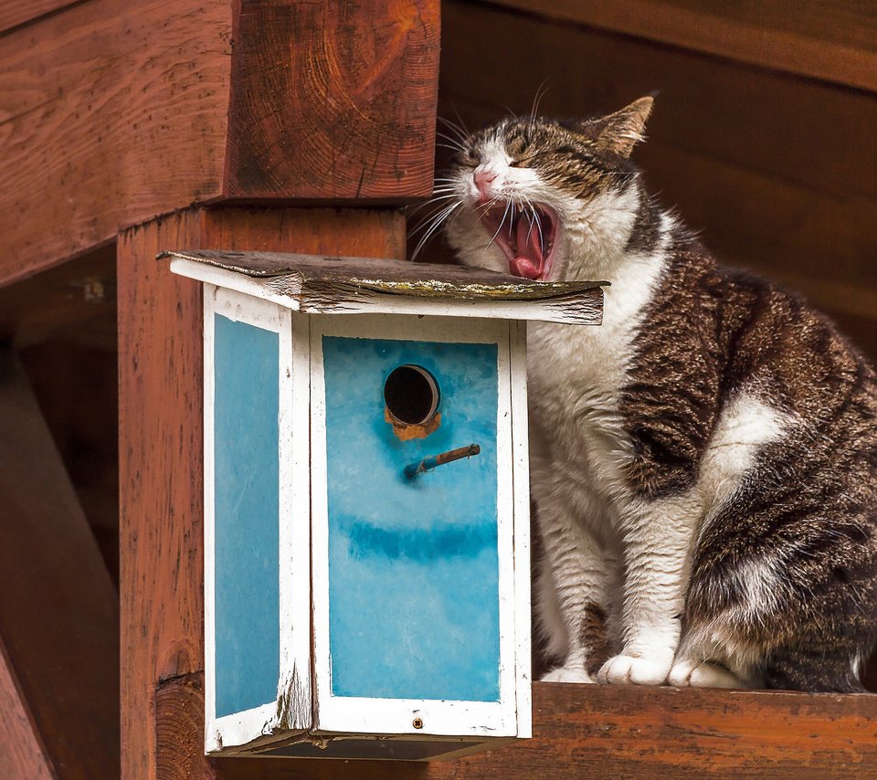 Обои кот, кошка, скворечник, зевает, ожидание, зевок, cat, birdhouse, yawns, waiting, yawn разрешение 2048x1538 Загрузить